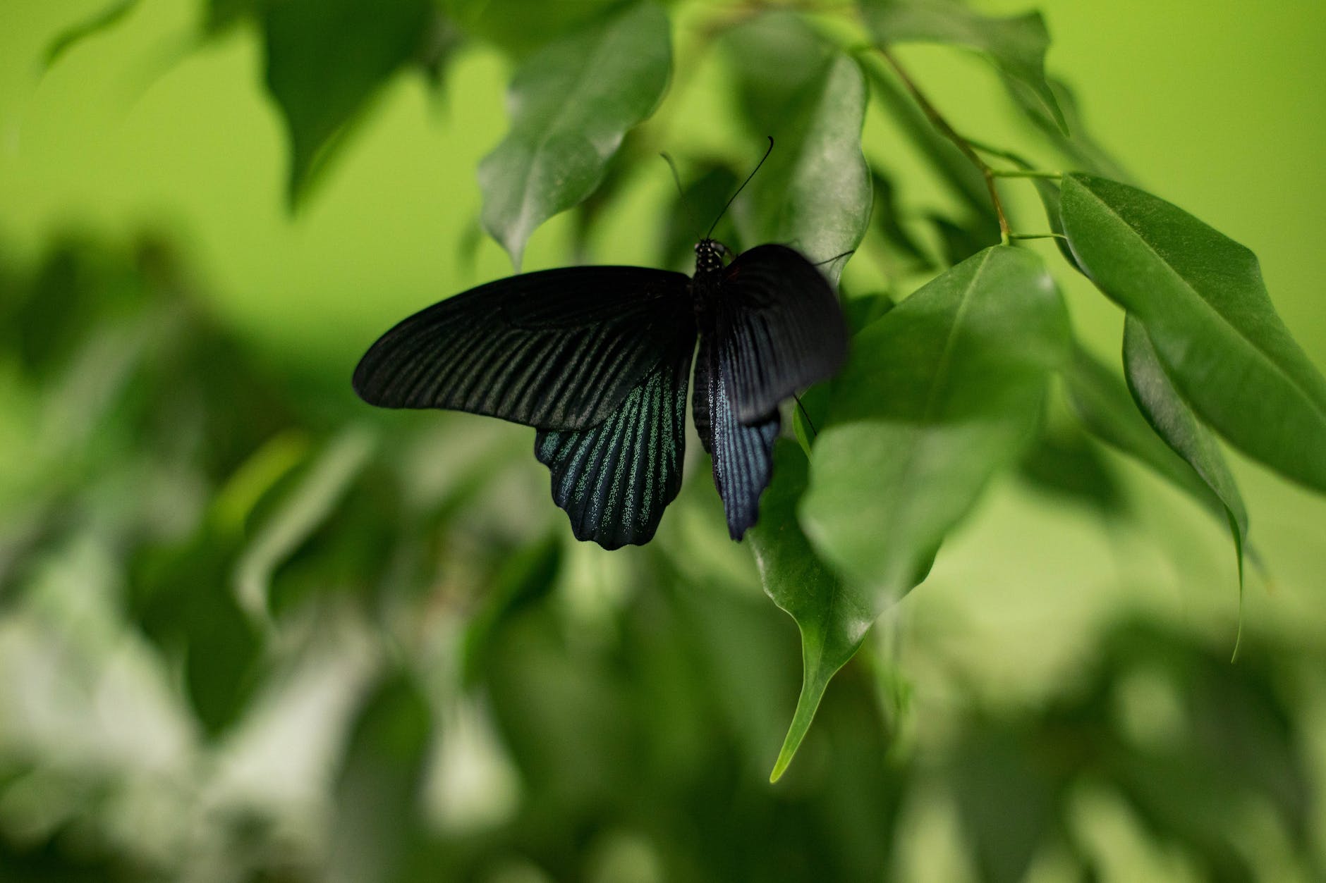 black butterfly in a green leaf close up photography